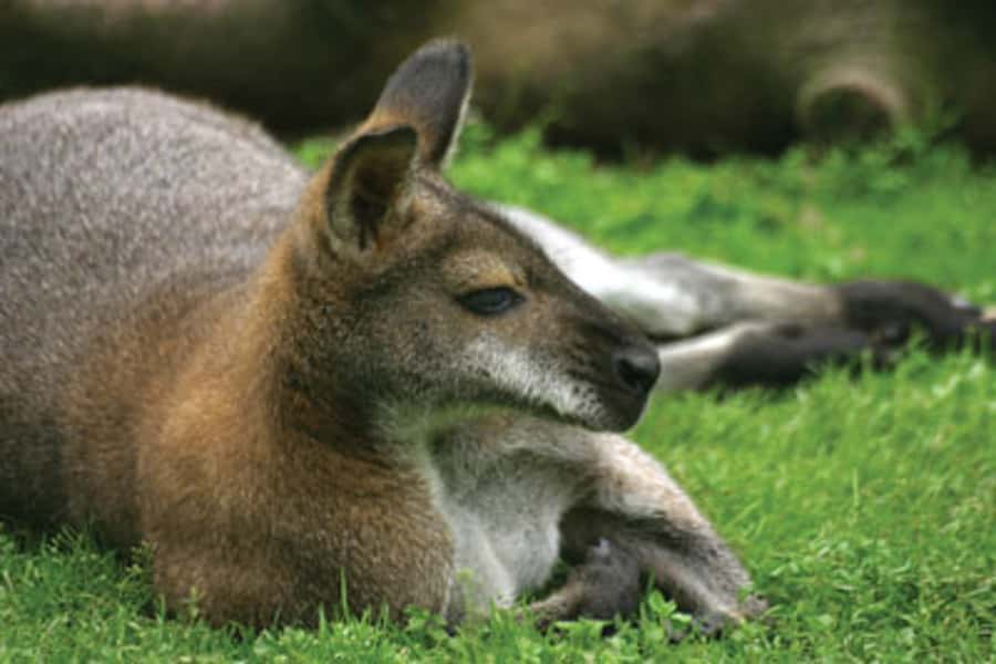 From Sydney: Blue Mountains Bushwalks & Featherdale Tour - Who should book this Blue Mountains day trip
