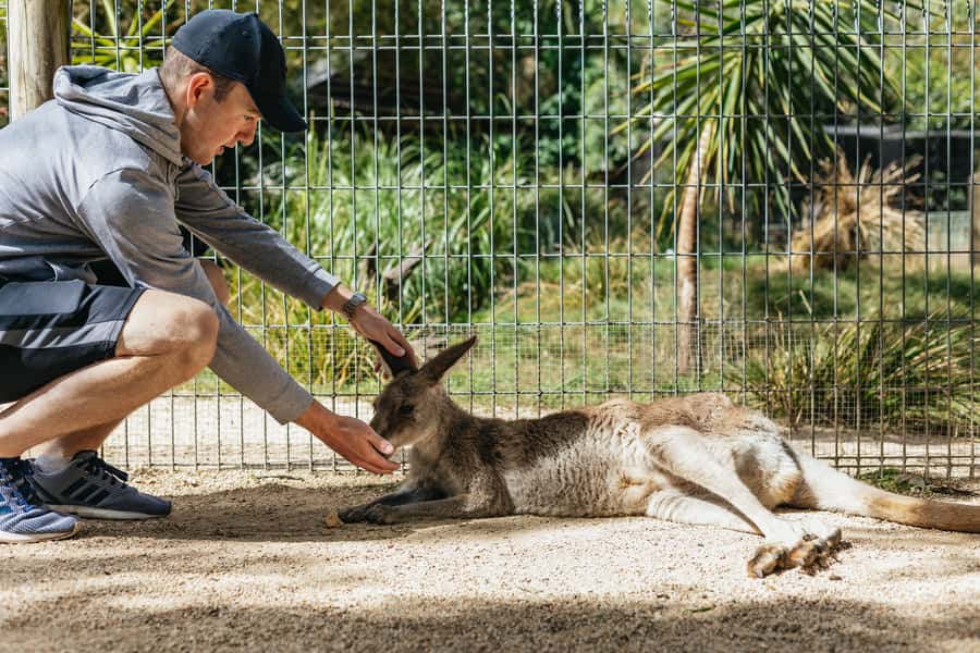 From Sydney: Blue Mountains Full-Day Trip - The value of a 10-hour Blue Mountains loop from Sydney