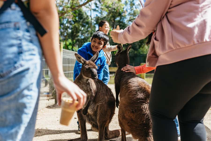 From Sydney: Blue Mountains Full-Day Trip - Scenic World Cableway, Skyway, and Railway: the fun rides and the queue reality