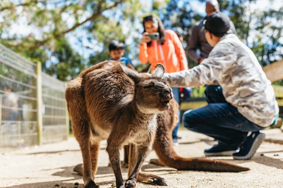 From Sydney: Blue Mountains Full-Day Trip - Price and logistics: is $148 a smart spend?