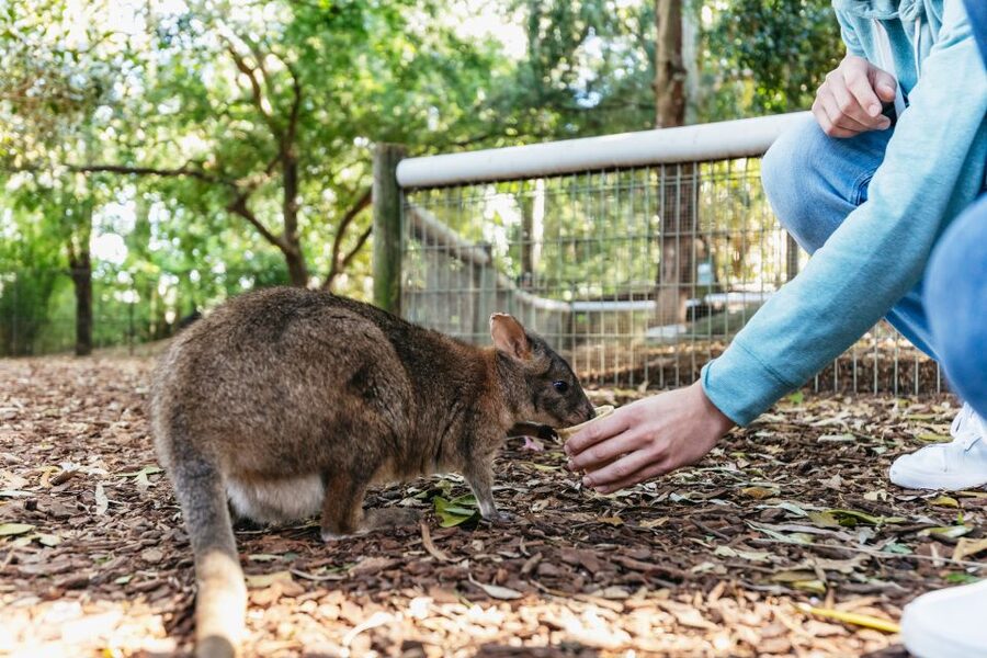 From Sydney: Blue Mountains Full-Day Trip - Guides make a big difference, and this one leans on that