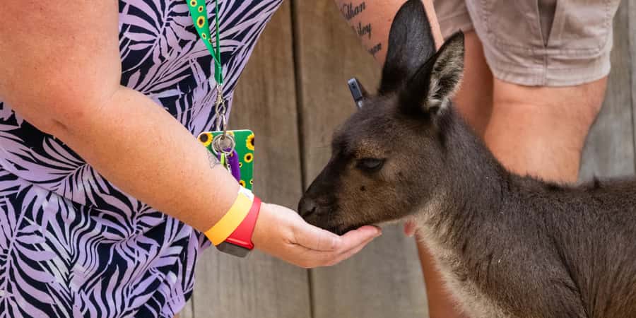 From Sydney: Blue Mountains, Scenic Railway, & Sydney Zoo - What I’d do on this day if I were planning it