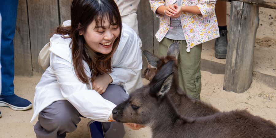 From Sydney: Blue Mountains, Scenic Railway, & Sydney Zoo - Echo Point and the Three Sisters photo stop you actually came for