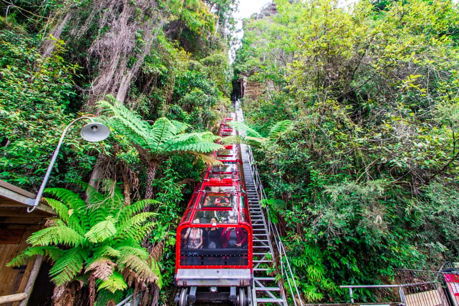 From Sydney: Blue Mountains, Scenic World, Zoo, & Ferry Ride - Key points to know before you go