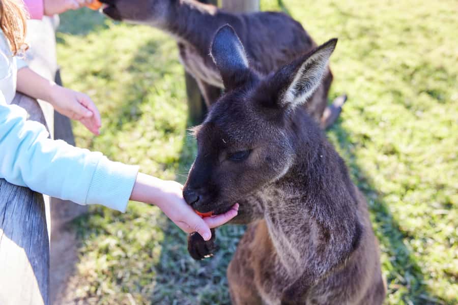 From Sydney: Blue Mountains, Scenic World, Zoo, & Ferry Ride - Sydney Zoo on the Western Plains: koalas, wombats, kangaroos