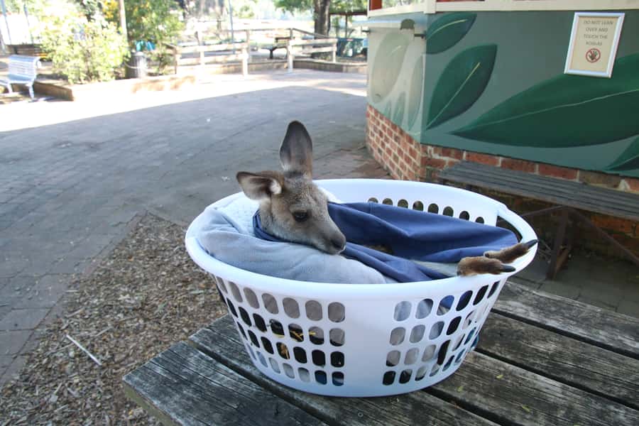 From Sydney: Blue Mountains Small-Group Tour Picnic & Hike - Eaglehawk Lookout: Three Sisters photos with less crowding energy