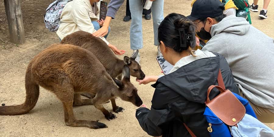 From Sydney: Blue Mountains, Sydney Zoo & Walking Tour - Sydney Zoo Wildlife Time: Kangaroos Up Close and Native Species