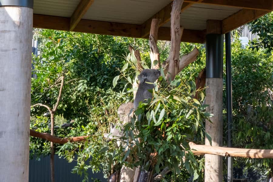 From Sydney: Blue Mountains, Sydney Zoo & Walking Tour - Echo Point Lookout: Three Sisters Photos and Jamison Valley Views