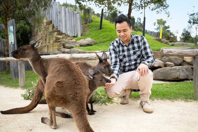 From Sydney: Blue Mountains with Zoo, Koala Photo & Scenic World - Gordon Falls Lookout: a quick waterfall pause with fresh air