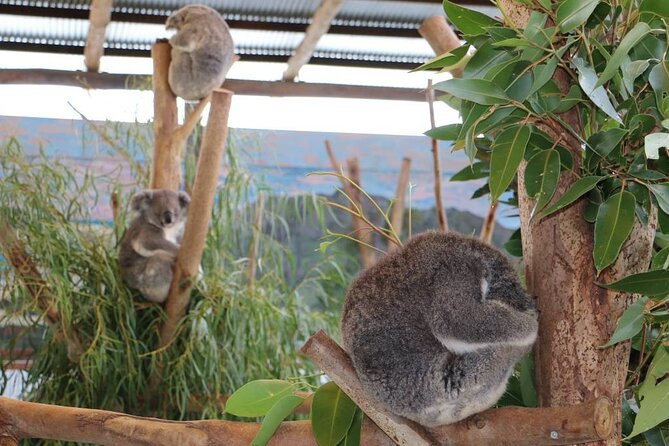 From Sydney: Blue Mountains with Zoo, Koala Photo & Scenic World - Guides and timing: small group size helps, but the schedule stays tight