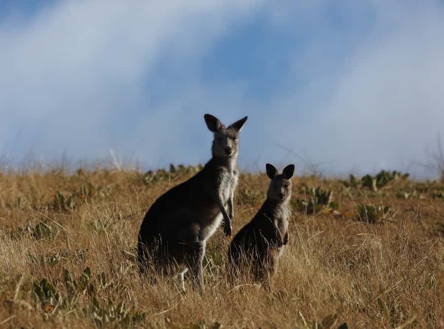 From Sydney: Canberra City Highlights and Floriade Day Tour - Sydney to Canberra, in one guided sweep
