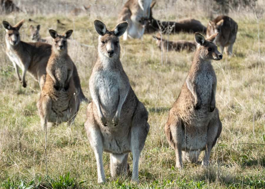 From Sydney: Canberra Day Tour - Key highlights worth your attention