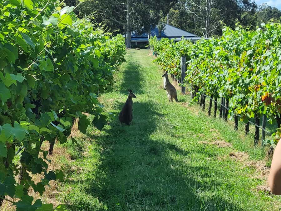 From Sydney: Hunter Valley Beer & Wine Group Tour - Meeting in central Sydney with no hotel pickup, and why group size matters