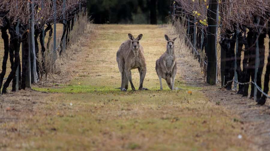From Sydney: Hunter Valley Wine Tasting & Winery Picnic Tour - Key points to know before you go