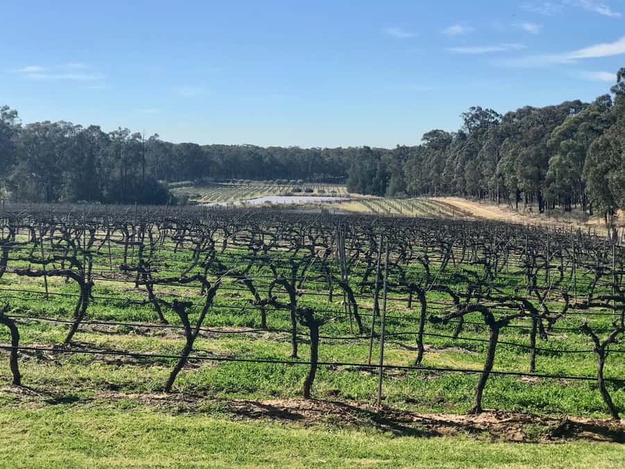From Sydney: Hunter Valley Wine Tasting & Winery Picnic Tour - Hitting Sobels Winery First: Behind-The-Scenes Tasting That Sets The Tone
