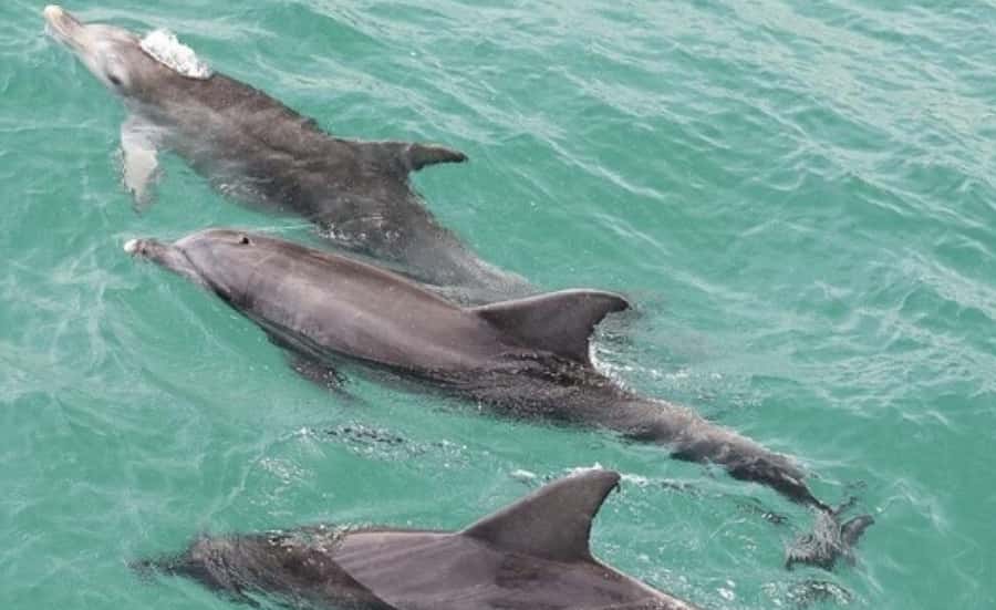 From Sydney: Jervis Bay Day Tour and Dolphin Watching Cruise - Jervis Bay in one day from Sydney: the schedule and the real timing
