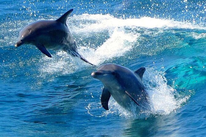From Sydney: Port Stephens Dolphin, Koalas, Lunch & Sandboarding - Sydney logistics: the 6:45 am start and where you end up