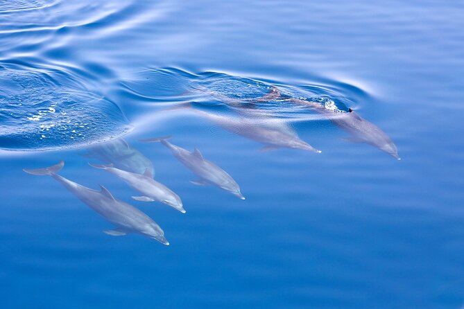 From Sydney: Port Stephens Dolphin, Koalas, Lunch & Sandboarding - Stop 2: lunch on the water, and why it can vary