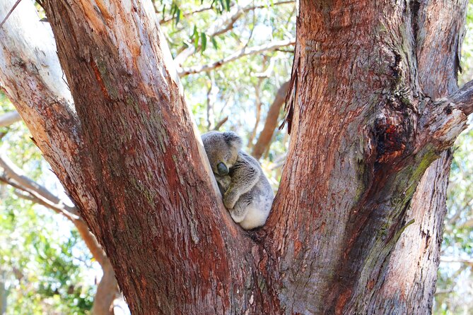 From Sydney: Port Stephens Dolphin, Koalas, Lunch & Sandboarding - Stop 3: Port Stephens Koala Sanctuary, rehab and conservation time
