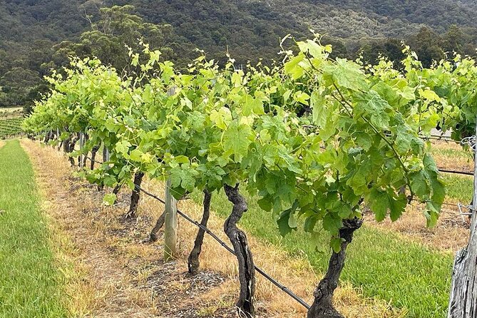 Full Day Private Wine Tour Exclusively Tailored To Suit You - Price and value: what $265.38 per group really buys