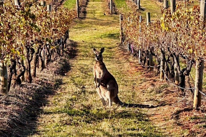 Full Day Private Wine Tour Exclusively Tailored To Suit You - Eating, drinking, and pacing without burning out