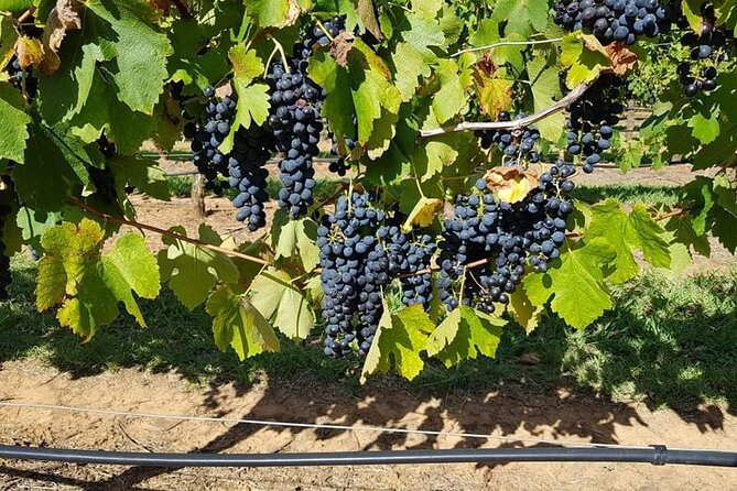 Full Day Private Wine Tour Exclusively Tailored To Suit You - Dog-friendly details that make the day easier for everyone