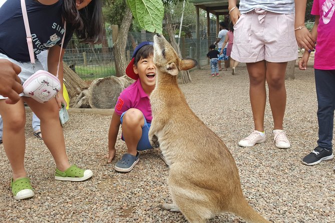 Fully Inclusive Blue Mountains Private Tour inc Scenic World & Featherdale Entry - Featherdale Wildlife Park: the Aussie animal time you’ll remember
