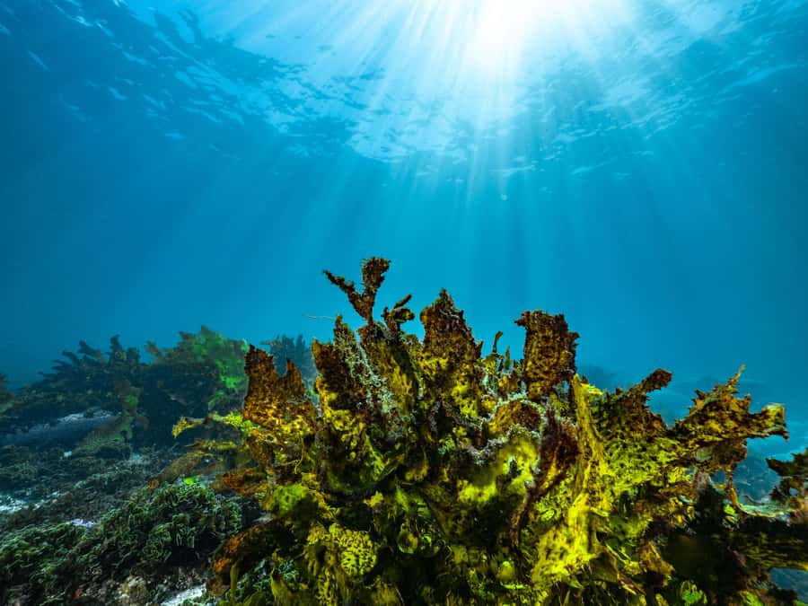 Guided Snorkel Tour at Australias most iconic beach - Key points to know before you go