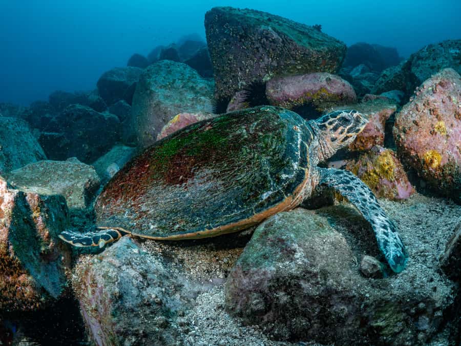 Guided Snorkel Tour at Australias most iconic beach - What you bring, and how to avoid a sun-baked snorkel disaster
