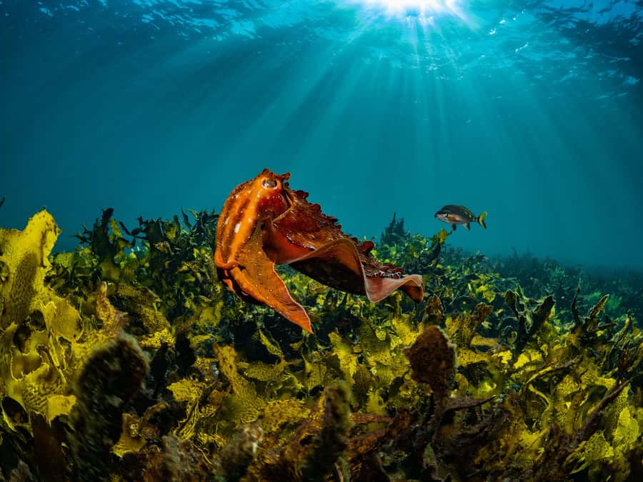 Guided Snorkel Tour at Australias most iconic beach - Meeting at Dive Centre Bondi, then heading to the Geoff James Pool