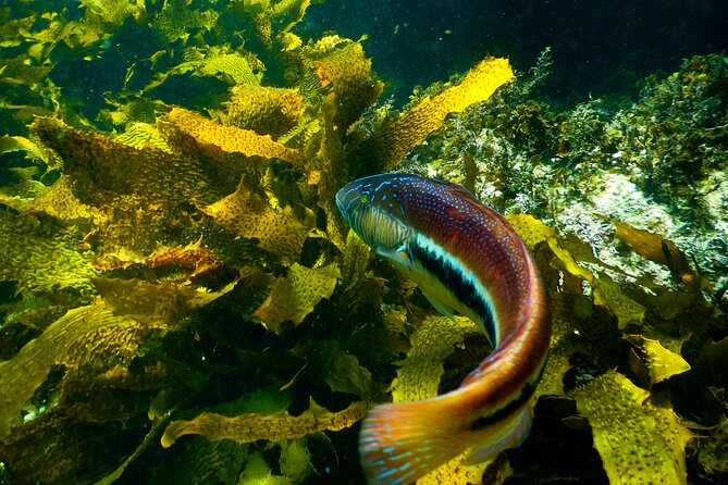 Guided Snorkeling Experience in Bondi - Gordons Bay, Clovelly Pool, Little Bay, or Malabar Beach: how the site choice works