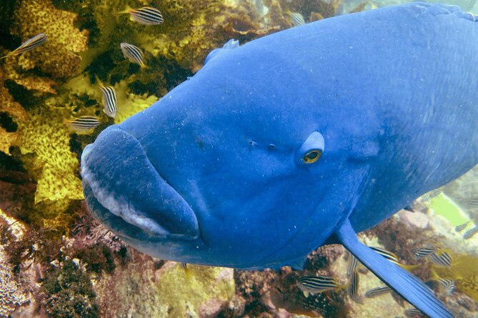 Guided Snorkeling Experience in Bondi - Who should book this Bondi snorkeling experience