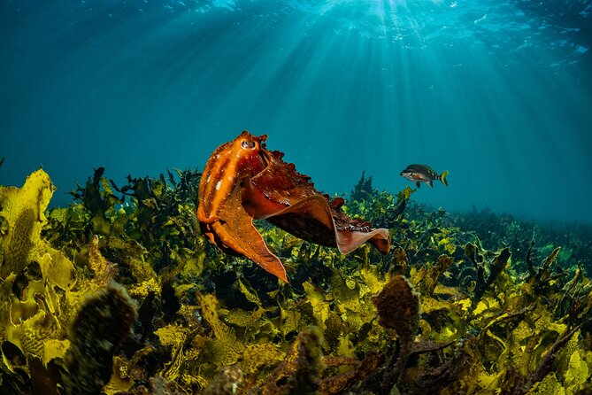 Half-Day Private Discover Dive at Australia's Iconic Beach - Bondi Rd Check-In and a Calm, Structured Half Day