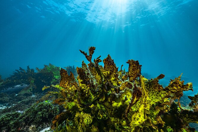 Half-Day Private Discover Dive at Australia's Iconic Beach - Timing, Weather, and What That Means for Your Plan