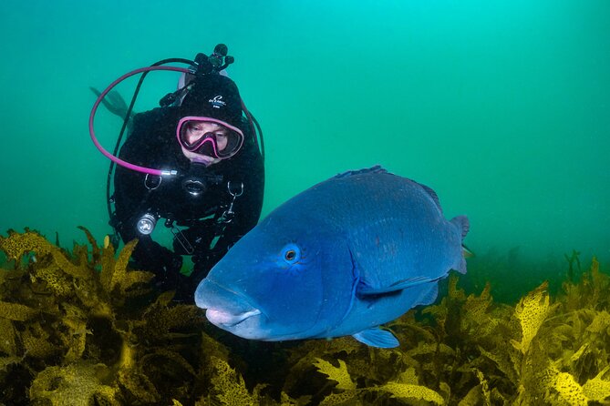 Half-Day Private Discover Dive at Australia's Iconic Beach - Gear and Comfort: All Included, and That Changes the Math