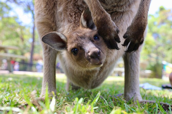 Horse Riding, Koalas & Kangaroos - Wild Australia: Private Tour - Mrs Macquarie’s Chair and the Opera House photo setup