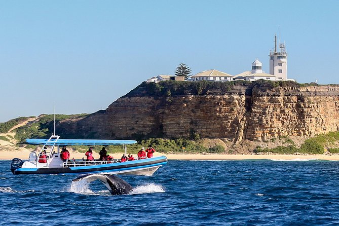 Humpback Whale Encounter Tour from Newcastle - Key Highlights You Actually Feel on This Cruise