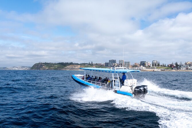 Humpback Whale Encounter Tour from Newcastle - From Honeysuckle Harbour to the Whale Search Zone