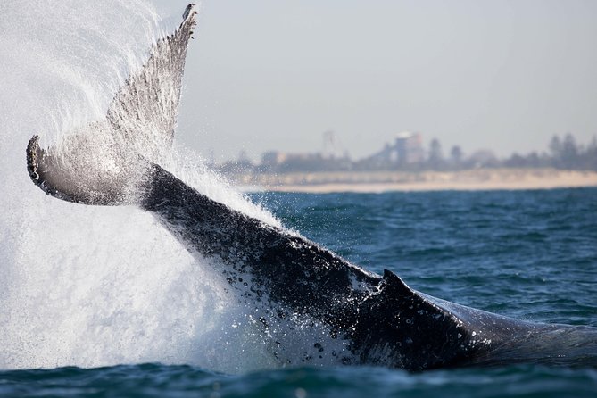Humpback Whale Encounter Tour from Newcastle - When Seas Get Choppy: How to Make the Most of High Swell Days