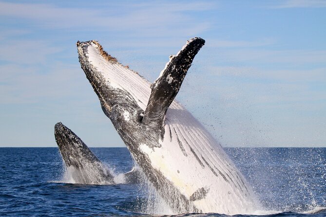 Humpback Whale Encounter Tour from Newcastle - Eco-Tourism Boat Comfort, Wet Weather Gear, and Real Space to Look