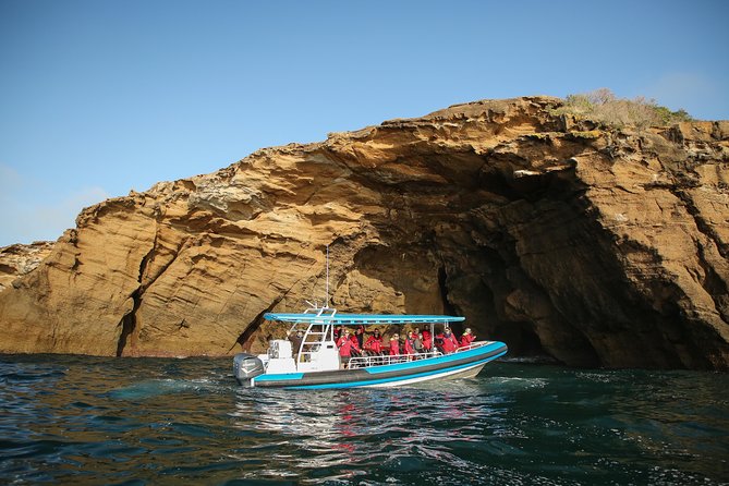 Hunter Coastal Adventure Tour by Boat from Newcastle - The Wildlife Part, and How to Spot It Without Guesswork