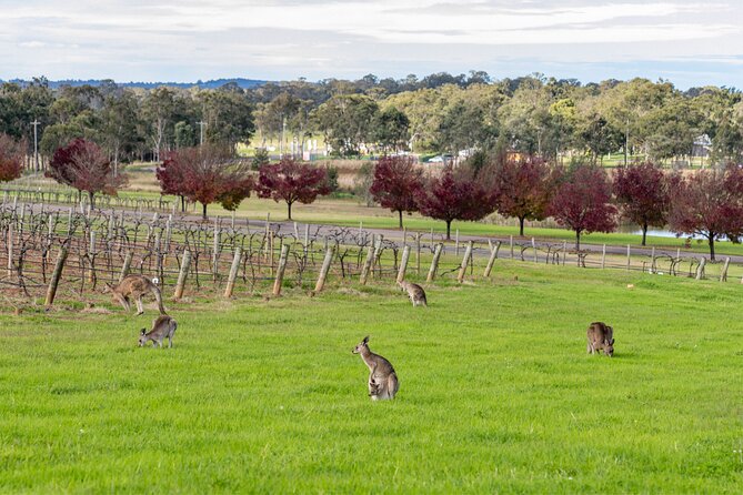 Hunter Valley All Inclusive Boutique Wine Tour from Sydney - Why this Hunter Valley day trip from Sydney feels different