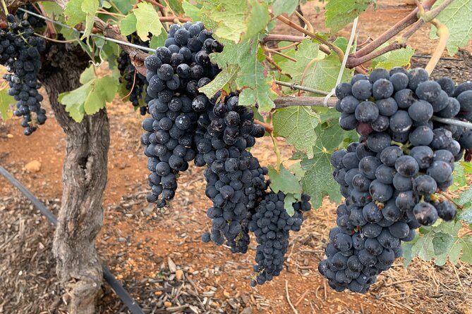 Hunter Valley Private Tour - Pickup, Mobile Tickets, and What That Means for Your Day