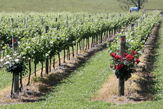Hunter Valley Private Wine Tasting Tour from Sydney - Lunch in Hunter Valley: what you choose is part of the day
