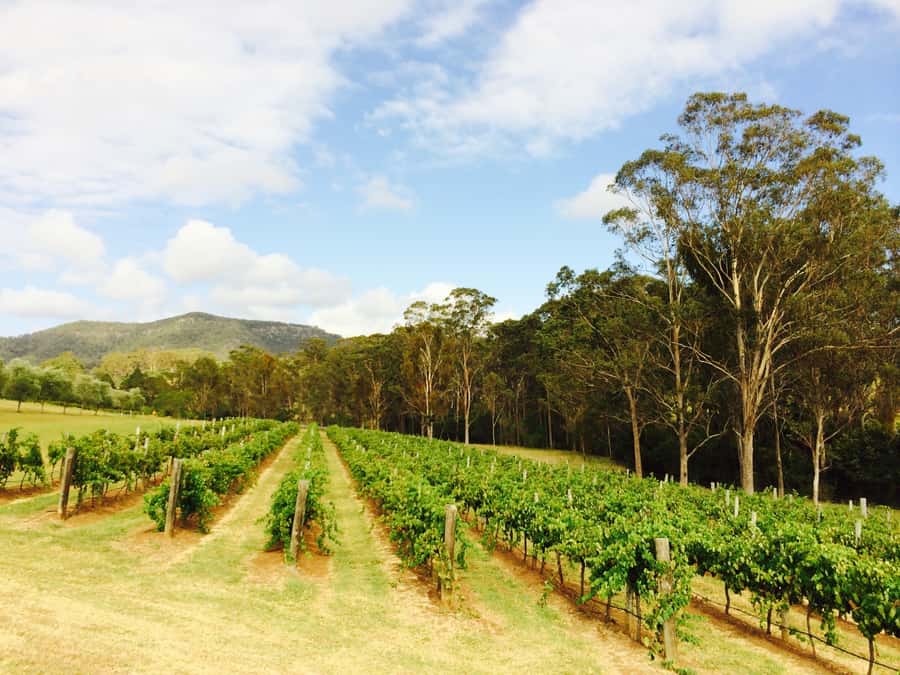 Hunter Valley: Tulloch Wines Mystery Wine & Cheese Tasting - The 6-Wine Mystery Challenge: How You Identify Each Pour