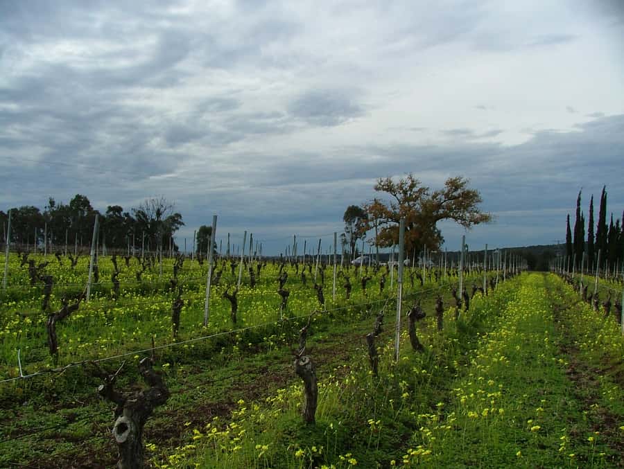Hunter Valley: Uncork the Hunter Full-Day Wine Tour - Chocolate and wine matching: the sweet lesson for your palate