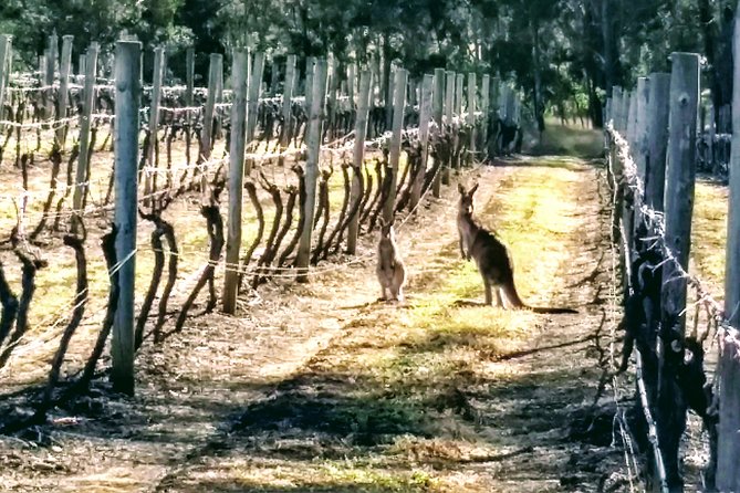 Hunter Valley wine and cheese starting from the Hunter region - Price and What You Get for Around $430.35 Per Person