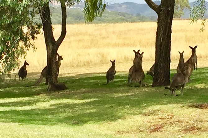 Hunter Valley Wine Tasting Private Tour From Sydney - Scarborough Wine Co: Views, Wildlife, and a Scenic Reason to Look Up