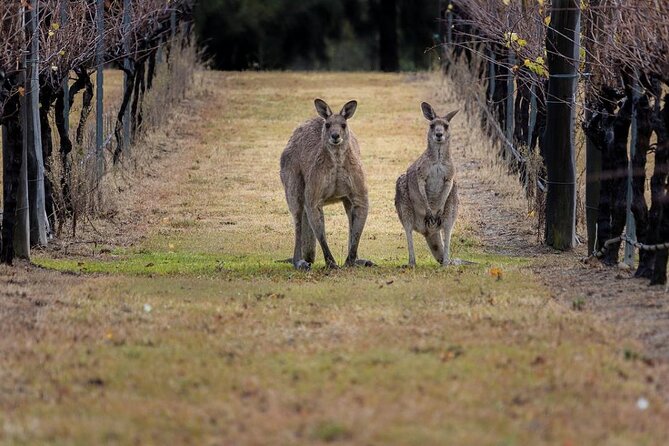 Hunter Valley Wine Tour from Sydney: 3 Wineries & Vineyard Picnic - Bimbadgen Estate and the rotating winery experience