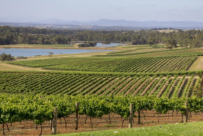 Hunter Valley Wine Tour from Sydney with Lunch and 3 Cellar Door Tastings - Guides, group energy, and those extra kangaroo moments